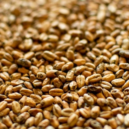 Dingemans Toasted Wheat Malt