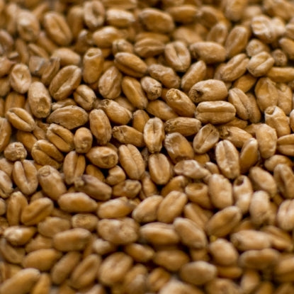 Dingemans Wheat Malt